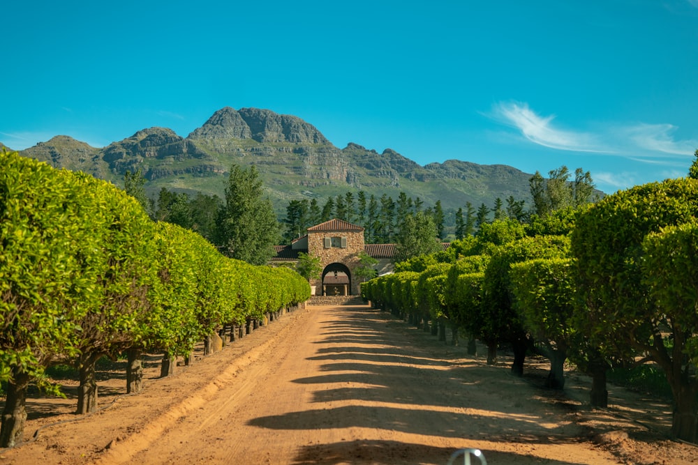 a dirt road surrounded by trees and mountains