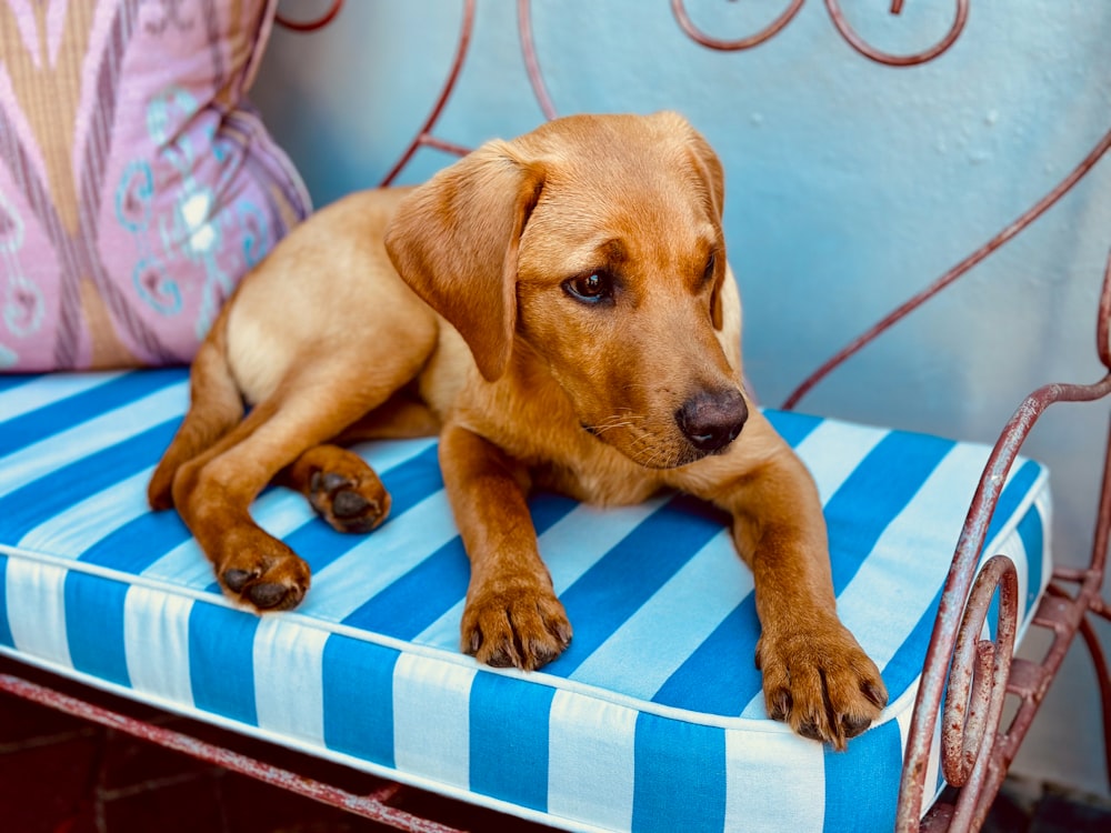 a brown dog laying on top of a blue and white bench