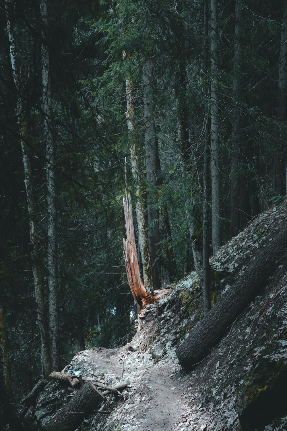 a trail in the woods with a fallen tree