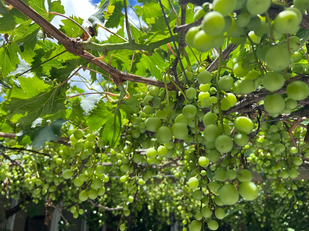 un racimo de uvas verdes colgando de un árbol