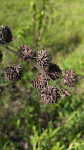 Vanilla Pods