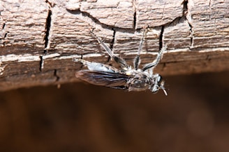 A detailed inspection of a property for pests.