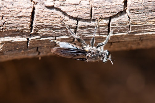 A detailed inspection of a property for pests.