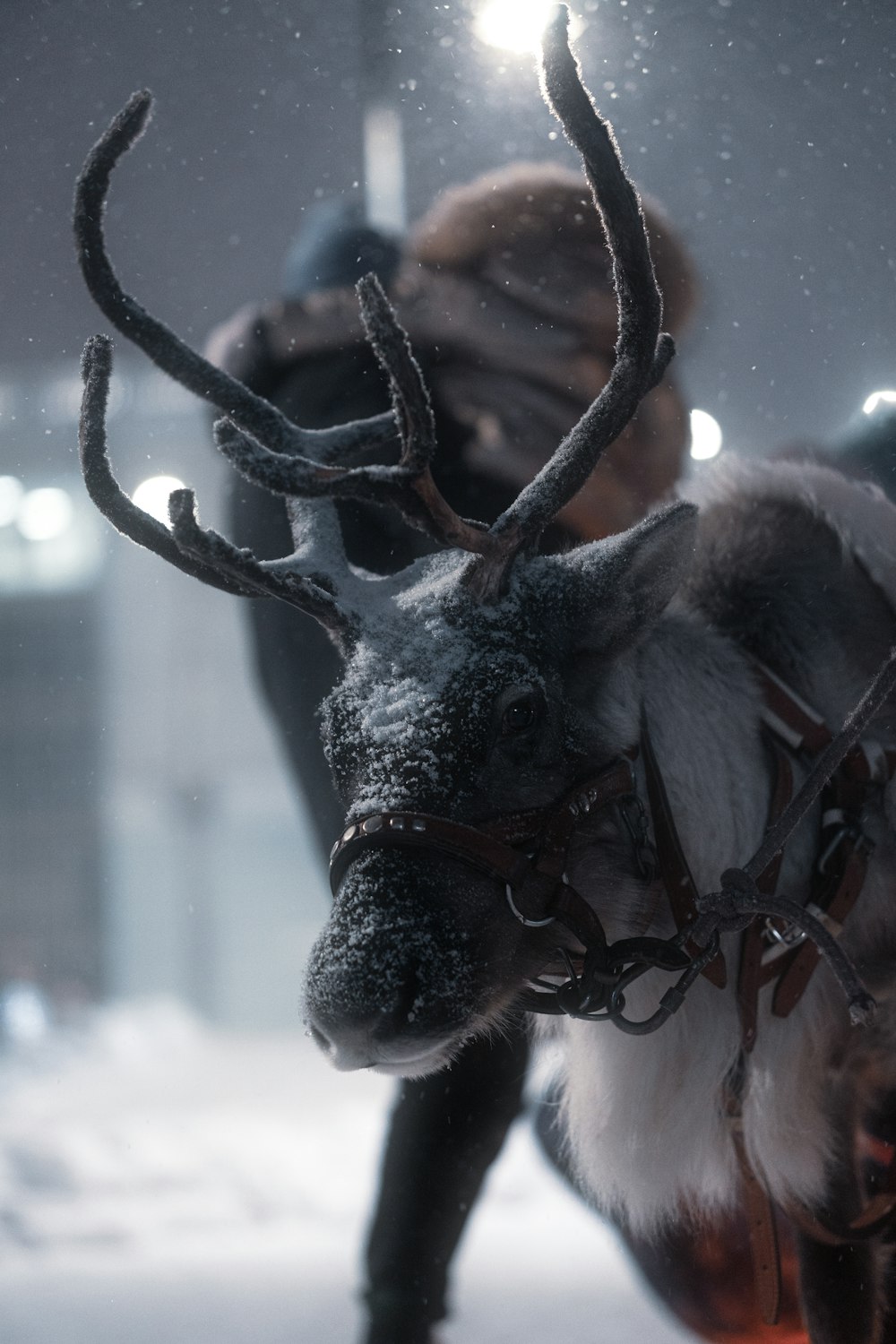 a reindeer that is standing in the snow