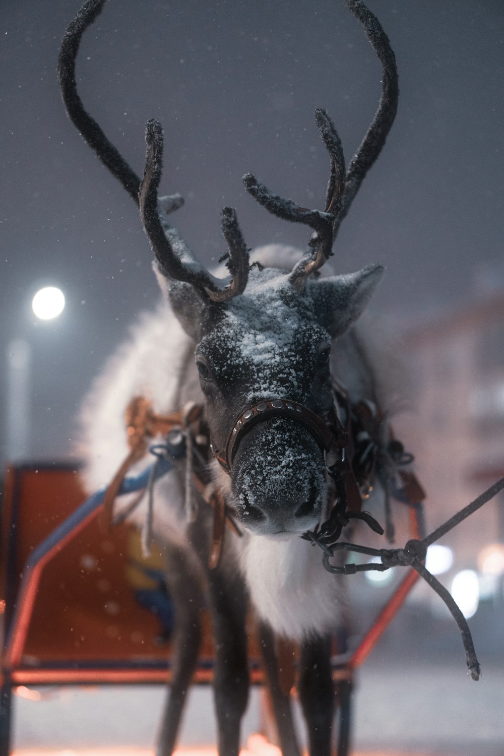 a reindeer is pulling a sleigh in the snow