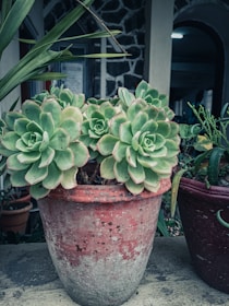 Close-up of a rustic terracotta pot with vibrant green succulents.
