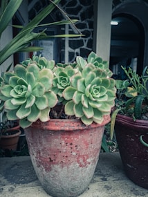 A rustic terracotta pot contains lush, green succulent plants with thick, overlapping leaves. The pot shows signs of weathering and age, with a backdrop featuring stone and wood architectural elements. Additional smaller pots and plants are visible, adding to the plant-filled environment.