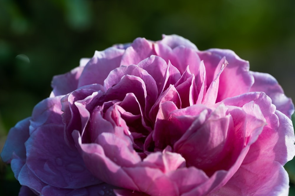 a close up of a pink flower with a blurry background