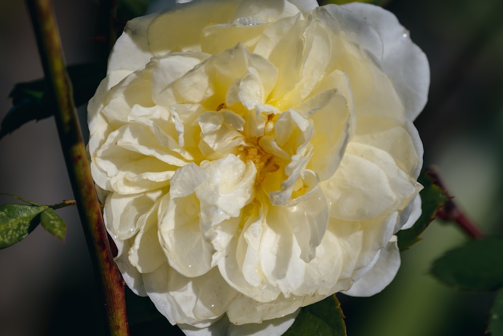 a large white flower with a yellow center