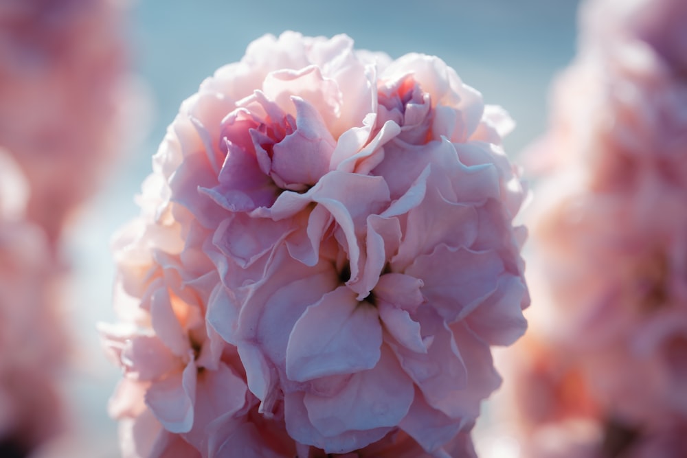 a close up of a pink flower with a blurry background