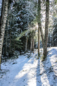 A serene outdoor scene with members practicing mindfulness surrounded by frosted trees.