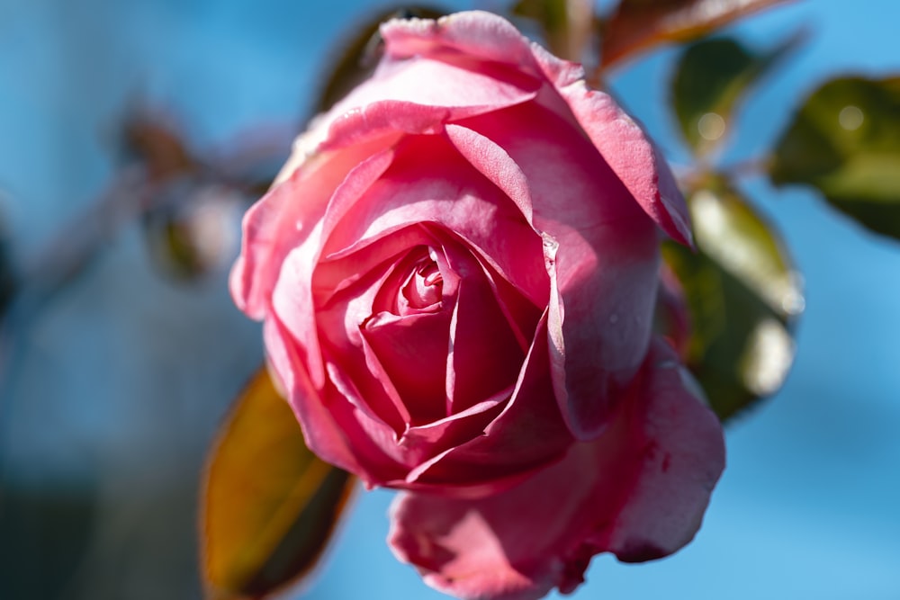 a pink rose is blooming on a sunny day