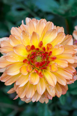a close up of a yellow and red flower