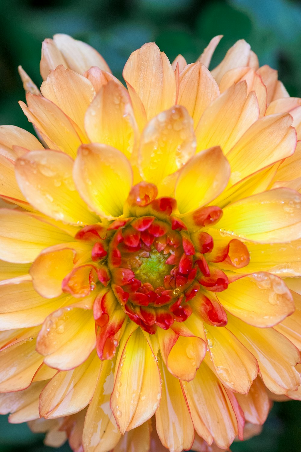 a yellow and red flower with drops of water on it