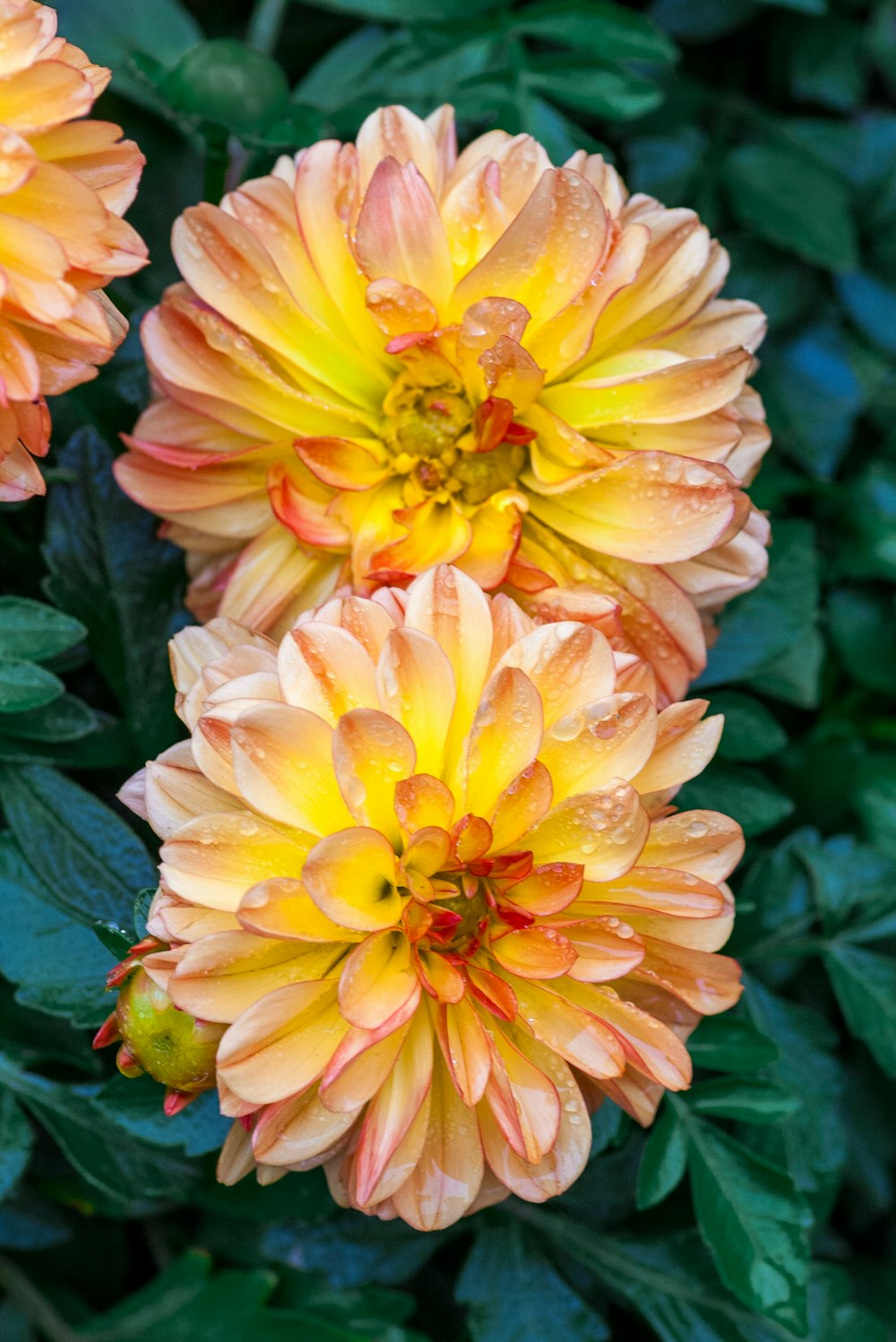 three orange and yellow flowers with green leaves