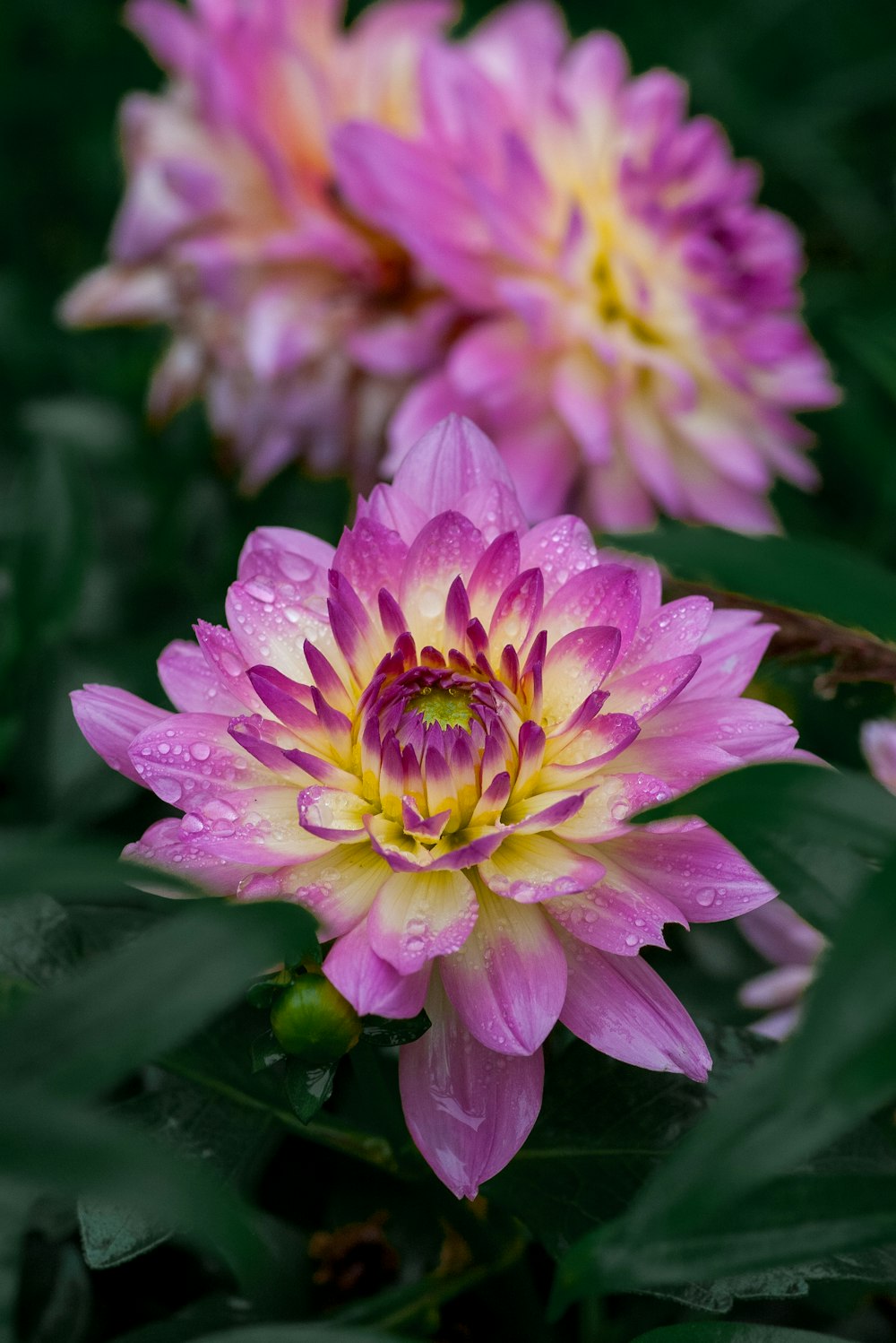 a close up of a flower with water droplets on it