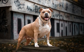 A muscular dog stands confidently on a concrete platform in an urban environment. The background features a wall covered in graffiti, adding a gritty aesthetic to the scene. The dog has a light brown coat with white patches and is looking directly at the camera with a happy expression. A collar with a tag is visible around its neck. Fallen leaves are scattered on the ground.