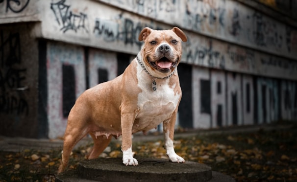 A muscular dog stands confidently on a concrete platform in an urban environment. The background features a wall covered in graffiti, adding a gritty aesthetic to the scene. The dog has a light brown coat with white patches and is looking directly at the camera with a happy expression. A collar with a tag is visible around its neck. Fallen leaves are scattered on the ground.