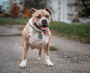 A tough-looking dog with a chunky metal chain collar, standing confidently in an urban setting.