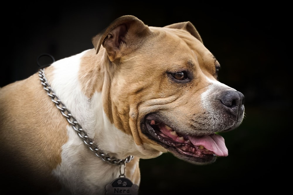 a close up of a dog with a chain around it's neck