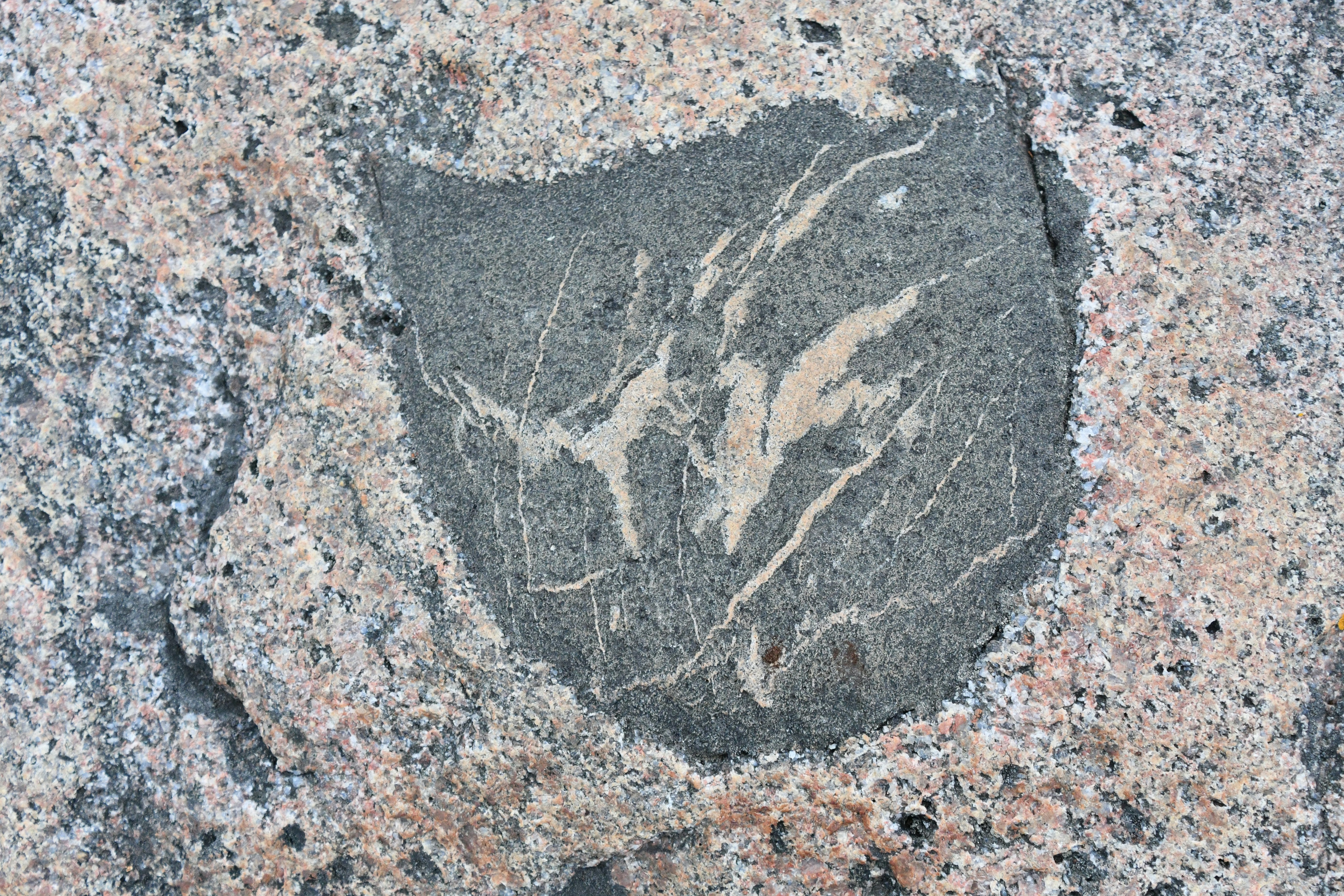 a close up of a rock with a pattern on it