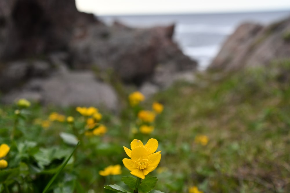 un champ de fleurs jaunes au bord de l’océan