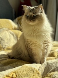 A sunlit cozy cat room with soft bedding and playful toys.
