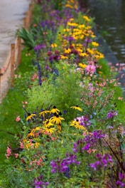 a row of colorful flowers next to a body of water
