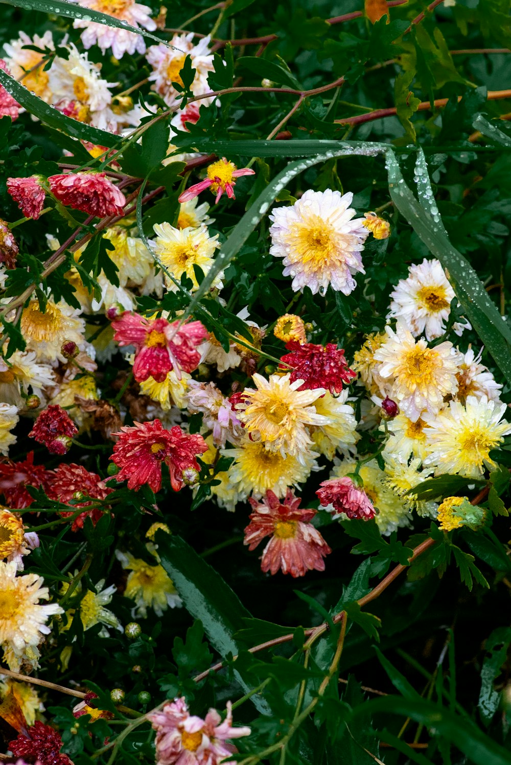 a bunch of flowers that are in the grass