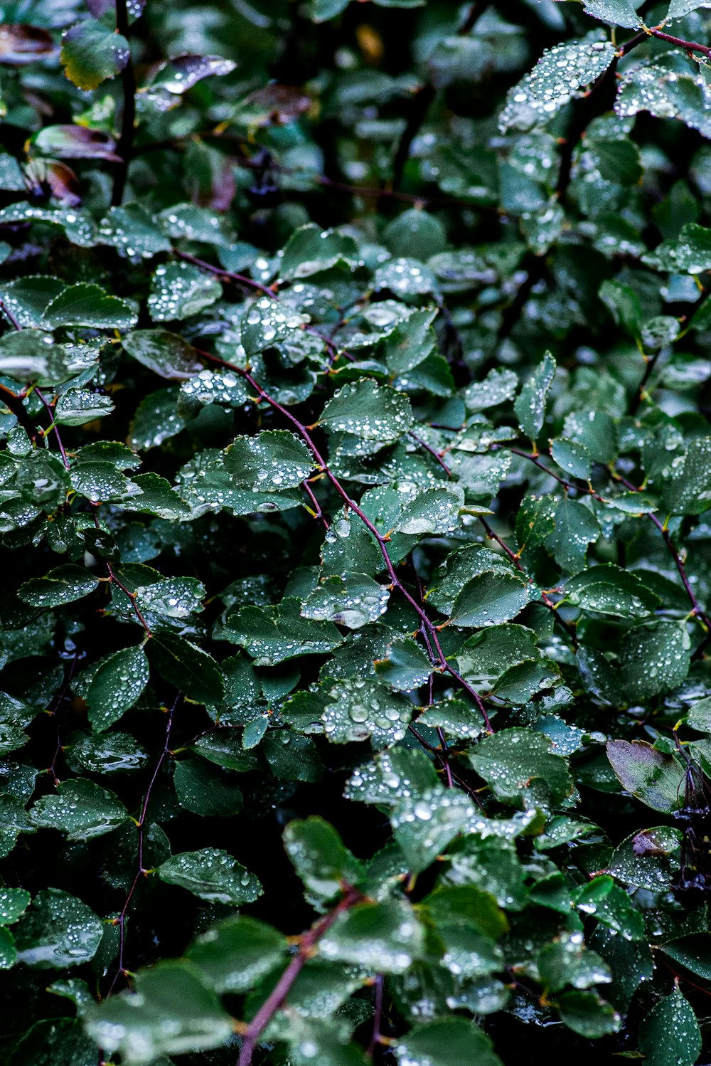 a bush with green leaves covered in water droplets