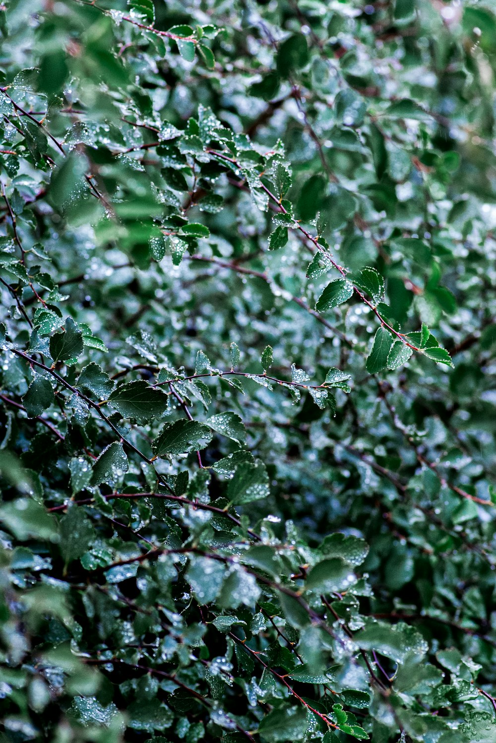 a close up of a bush with green leaves
