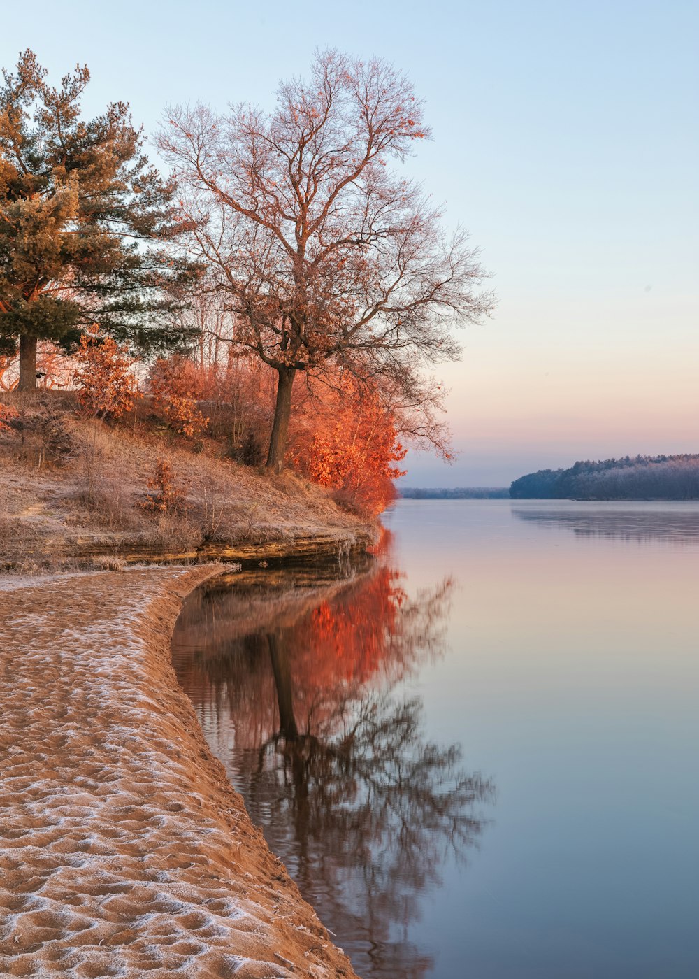 a body of water surrounded by a forest