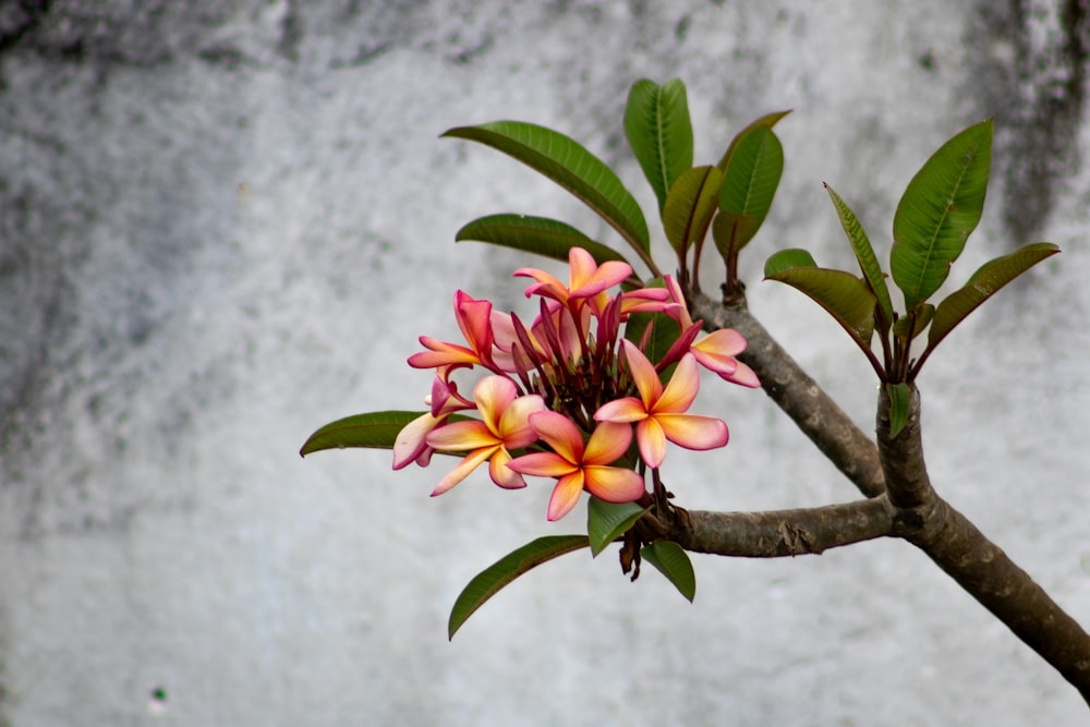 a branch of a tree with pink and yellow flowers