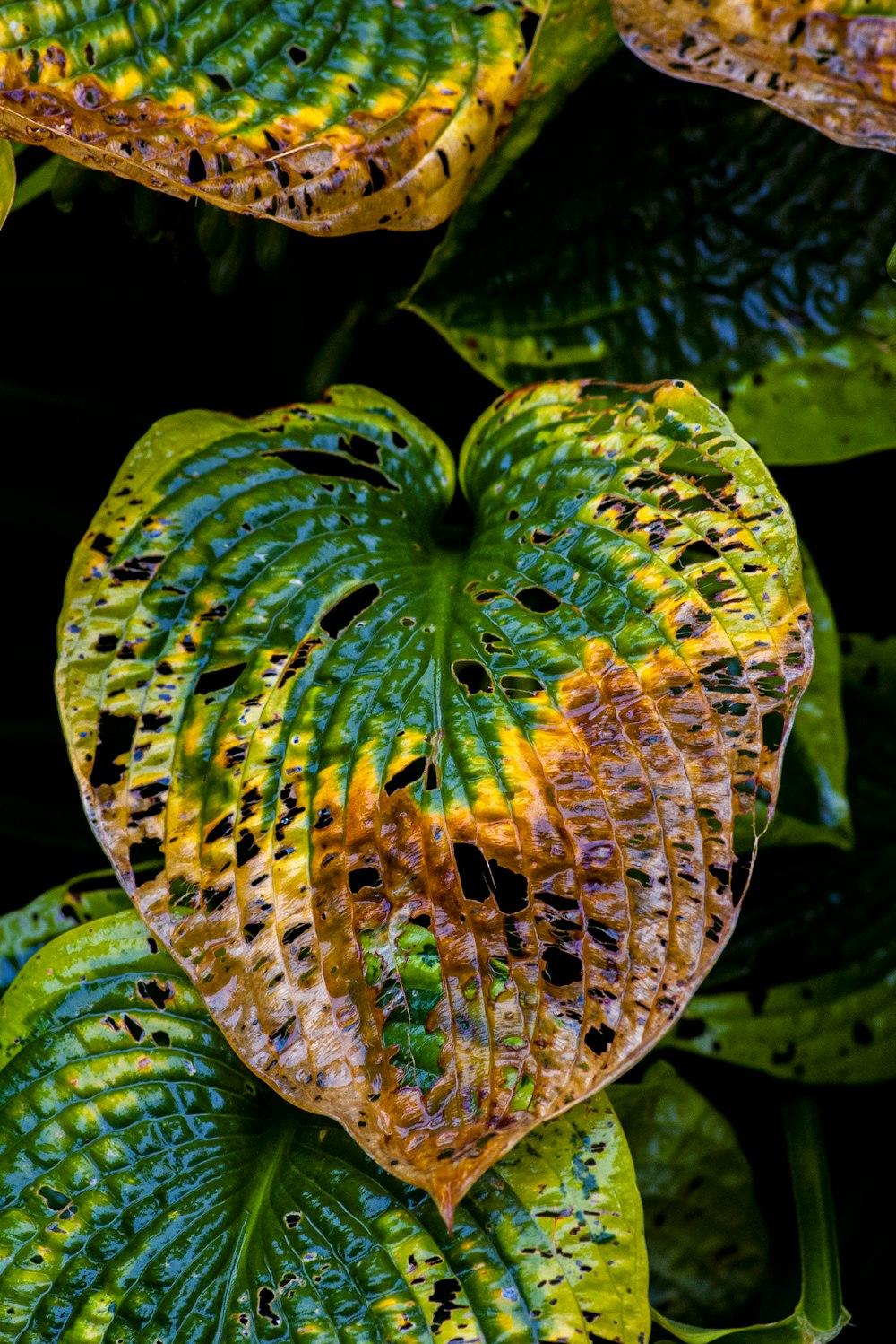 a heart shaped plant with yellow and green leaves