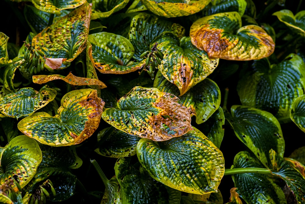 a group of green and yellow leaves with brown spots