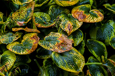 Mosaic Virus Plants India Tomato Chilli Identify Manage