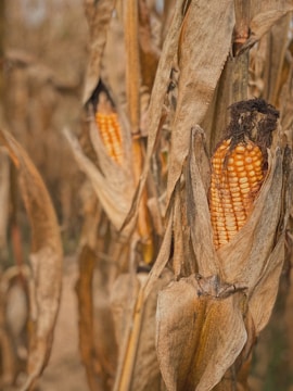 Close-up of dried corn cobs still attached to their stalks, with brown, withered husks surrounding the bright orange kernels. The background is a blur of additional corn plants, suggesting a rural, autumnal setting.