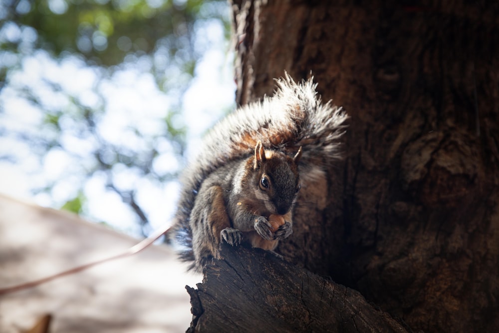 a squirrel sitting on top of a tree branch