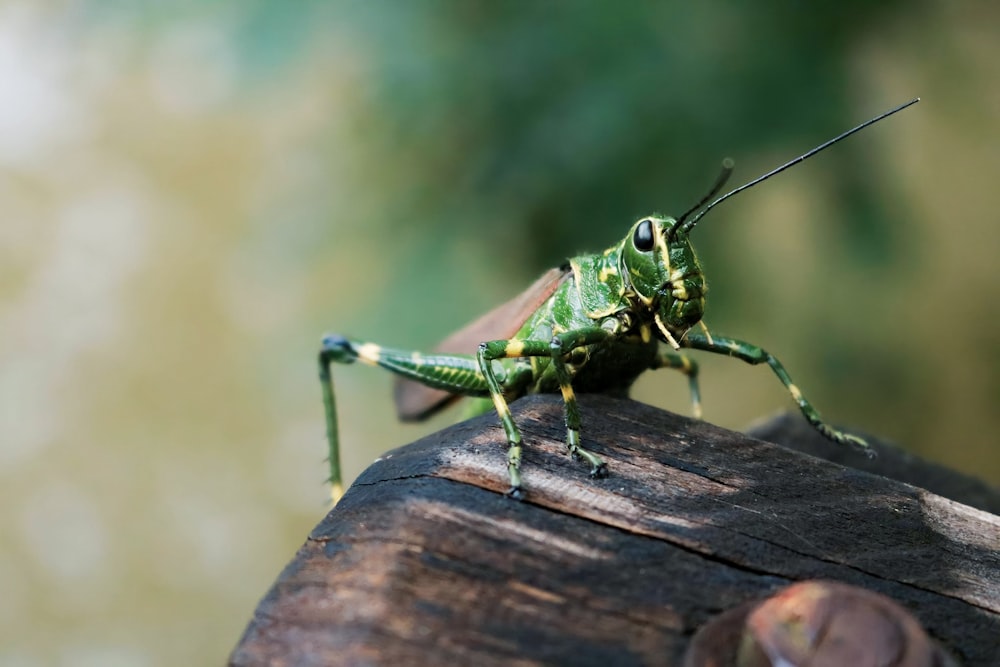 a close up of a grasshopper on a piece of wood