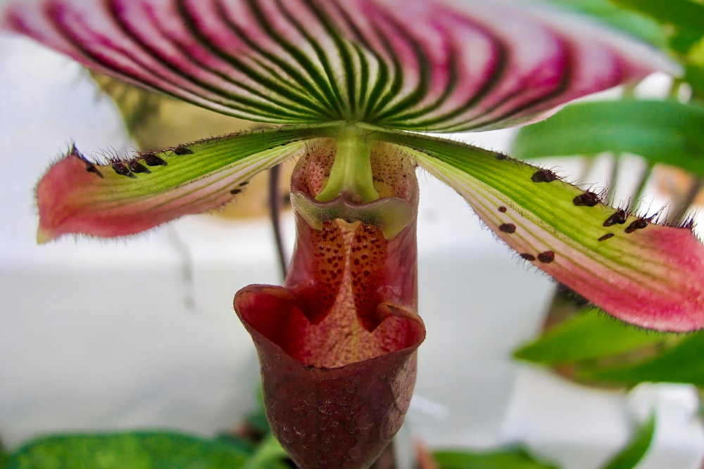 a close up of a flower on a plant