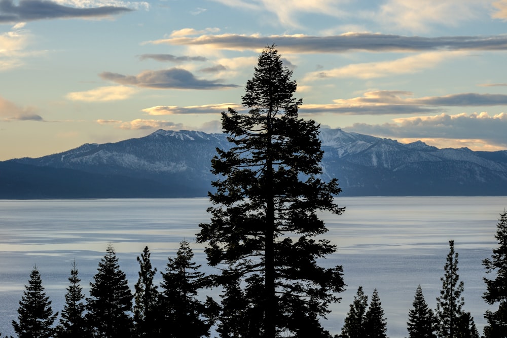 a lone pine tree stands in the foreground of a lake with mountains in the