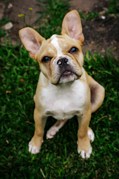 A curious dog tilting its head while sitting in a sunlit garden