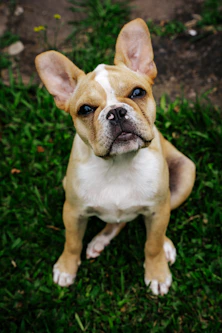 a small brown and white dog sitting on top of a lush green field