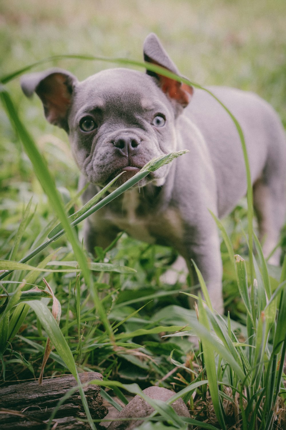 a small gray dog standing on top of a lush green field
