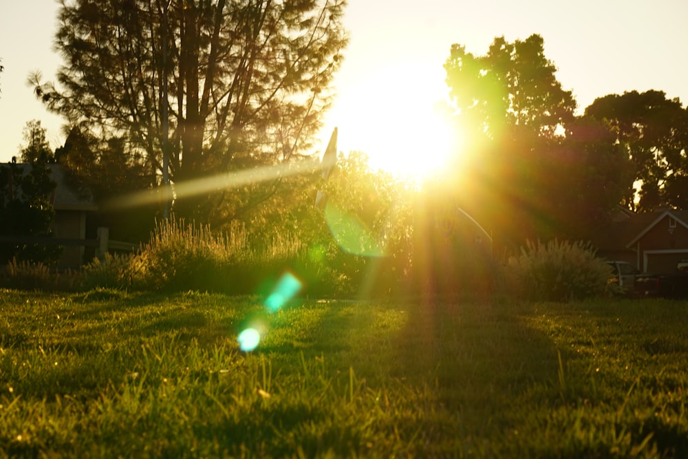 the sun shines brightly through the trees and grass