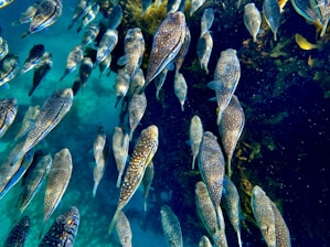 a large group of fish swimming next to each other