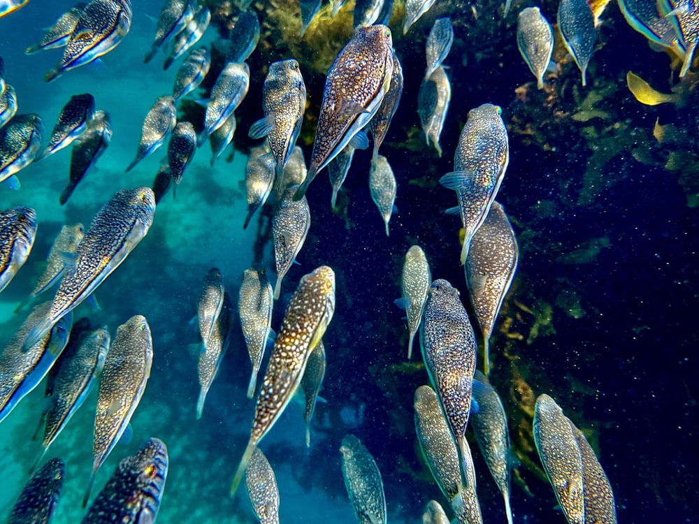 eine große Gruppe von Fischen, die nebeneinander schwimmen