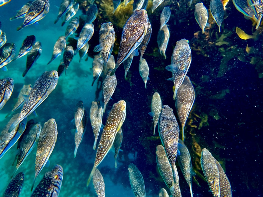 a large group of fish swimming next to each other
