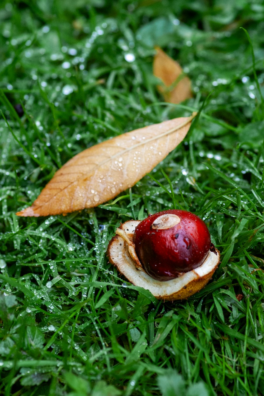 an apple is sitting on the grass with a leaf