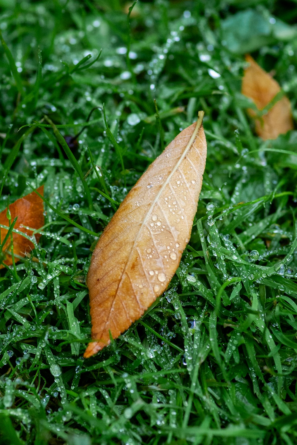 a leaf laying on top of a lush green field
